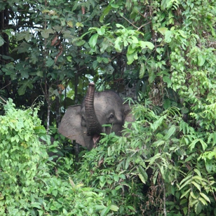 Sukau Rainforest Lodge_elefant_02