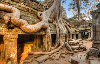 cambodia - ta prohm tempel_02