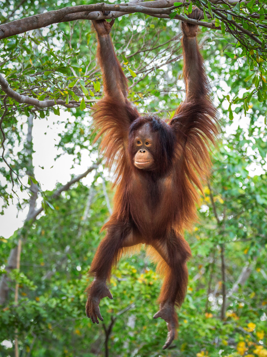 borneo_orangutang_08