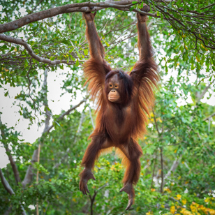borneo_orangutang_08