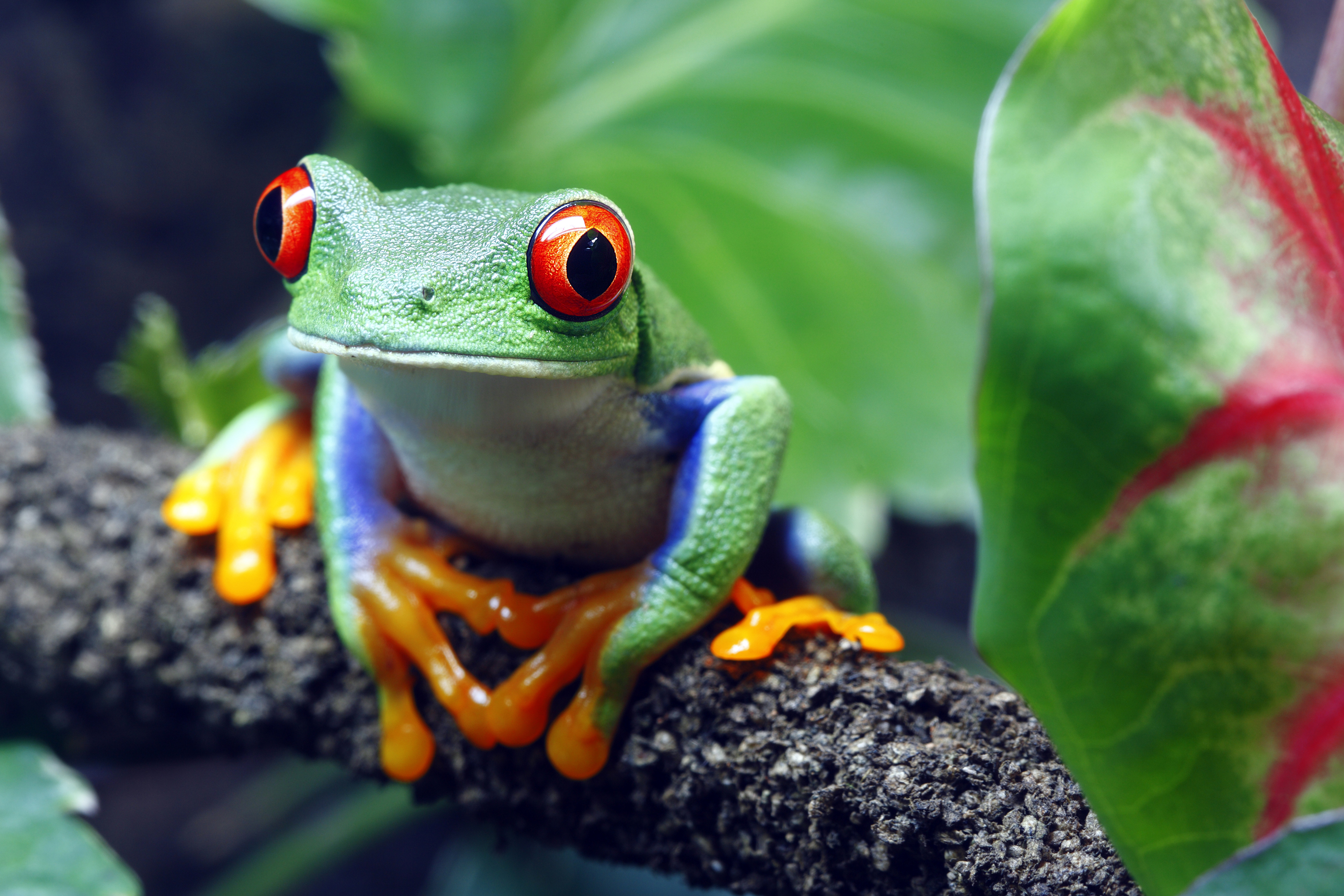 costa rica - manuel antonio national park_froe_05
