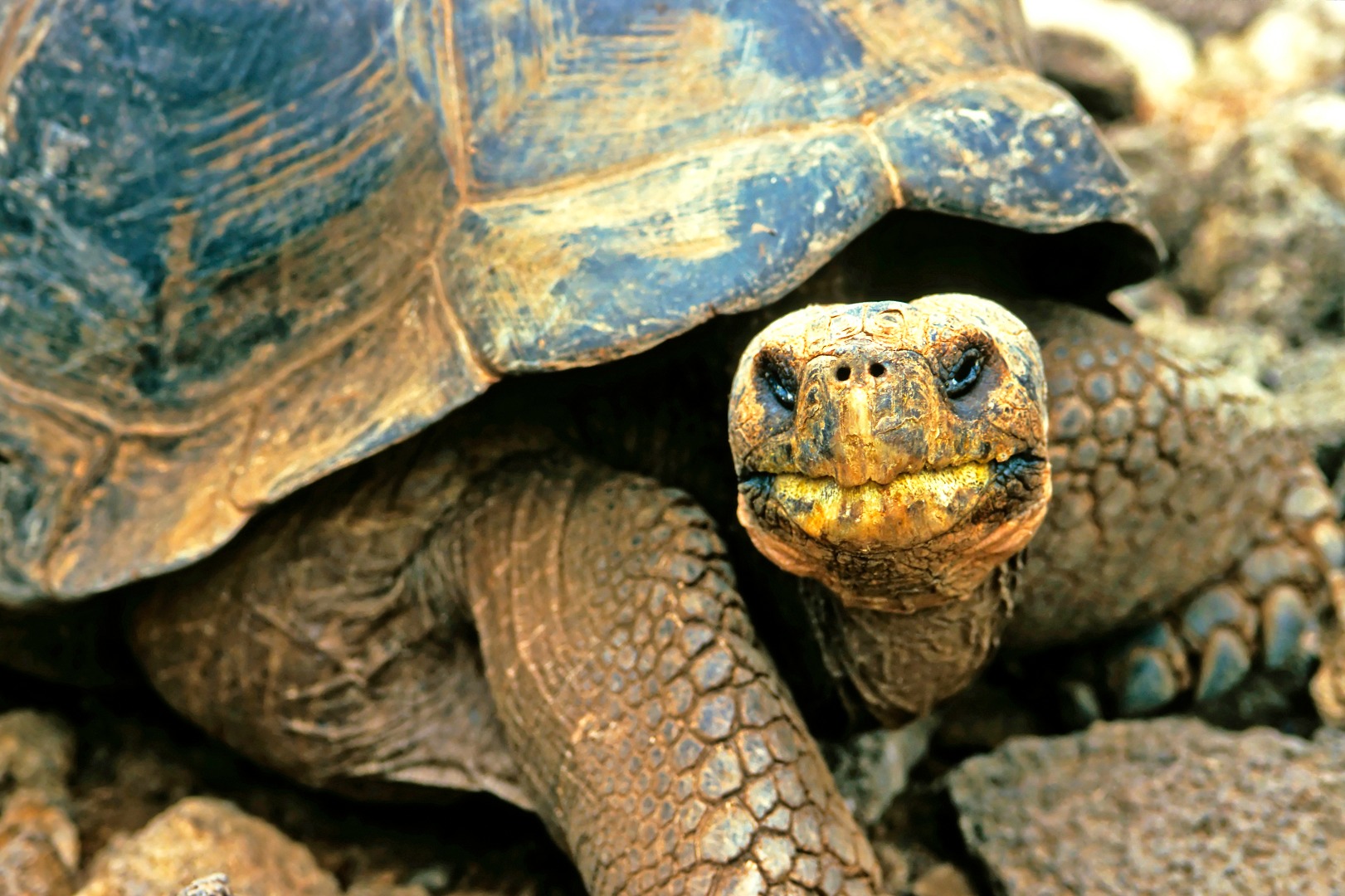 galapagos_skildpadde_10