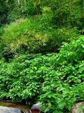 bali - bali_gitgit_vandfald_02
