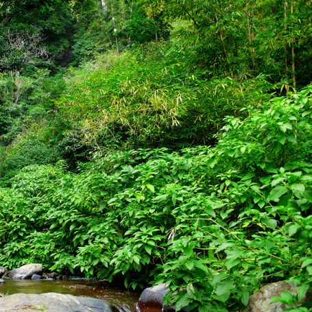 bali - bali_gitgit_vandfald_02