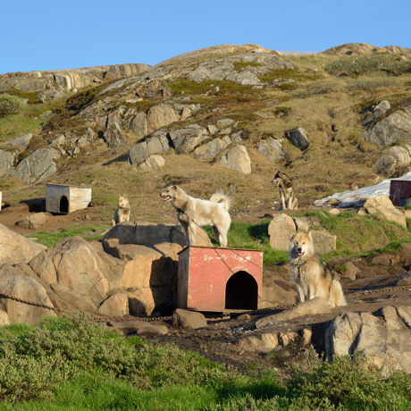 Sisimiut_slædehunde_03