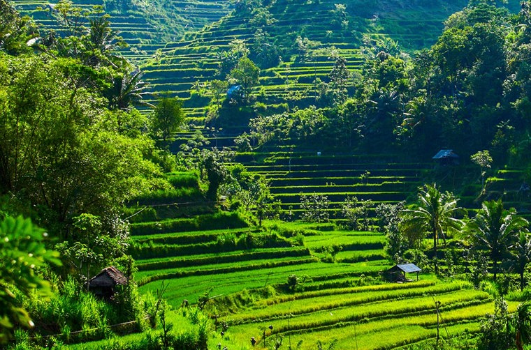 bali - ubud_rismark_04_HF