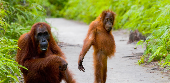 borneo_orangutang_mor_baby_09