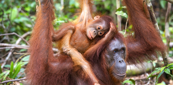 sepilok_orangutan centre_08