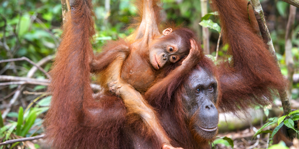 sepilok_orangutan centre_08