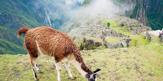 peru - machu picchu_27