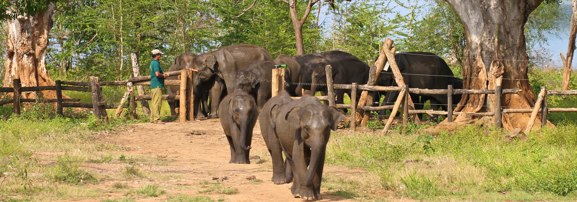 sri lanka - udawalawe_elefantbornehjem_02