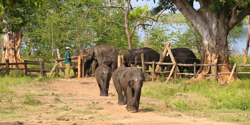 sri lanka - udawalawe_elefantbornehjem_02