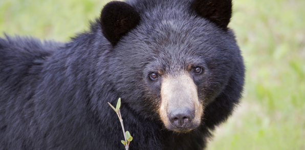 canada - canada_natur_bjoern_09 (2)