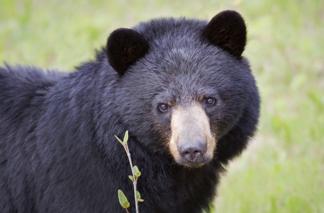 canada - canada_natur_bjoern_09 (2)
