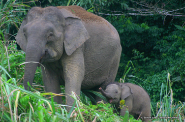 Sukau Rainforest Lodge_elefant_01