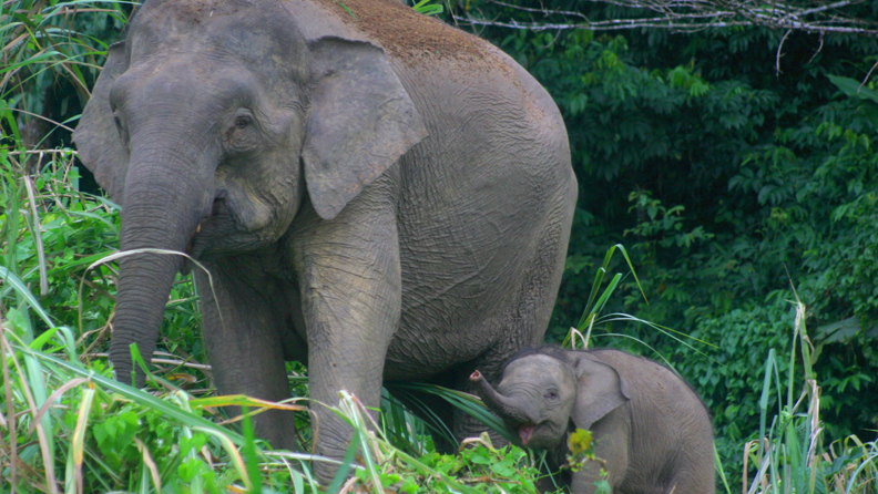 Sukau Rainforest Lodge_elefant_01