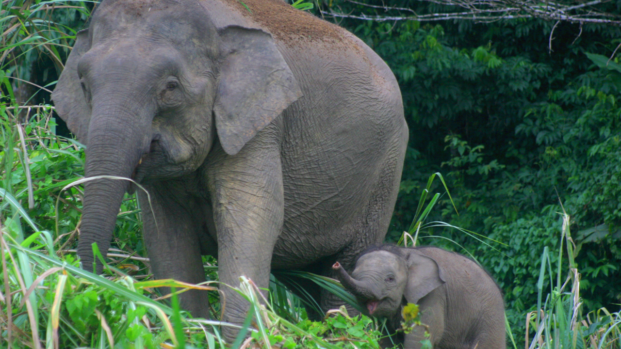 Sukau Rainforest Lodge_elefant_01
