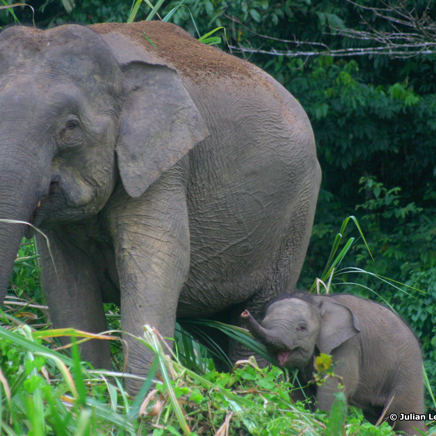 Sukau Rainforest Lodge_elefant_01