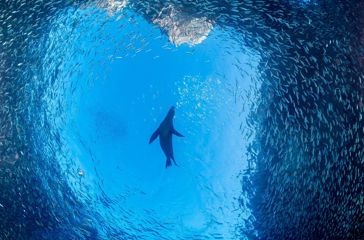 Mexico La Paz Baja California Søløve Fisk Sea Of Zortez California Bugten