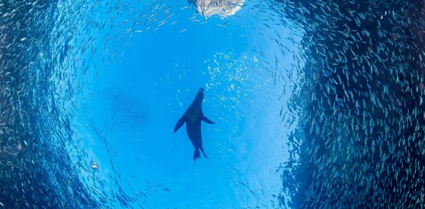 Mexico La Paz Baja California Søløve Fisk Sea Of Zortez California Bugten