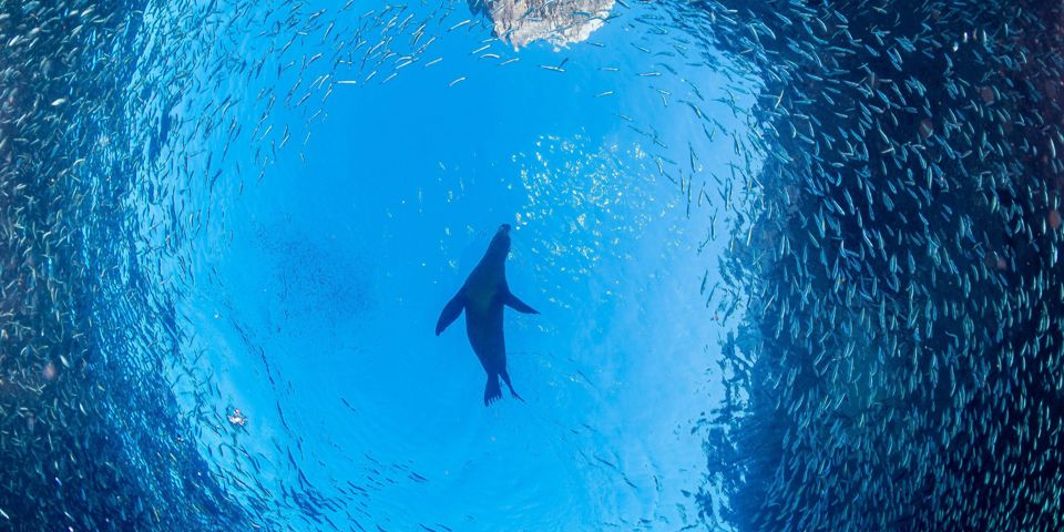 Mexico La Paz Baja California Søløve Fisk Sea Of Zortez California Bugten