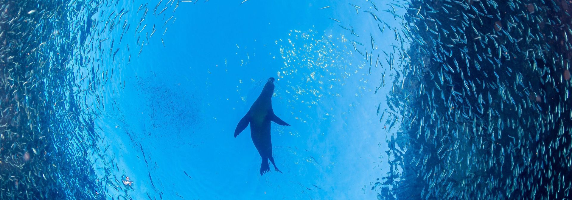 Mexico La Paz Baja California Søløve Fisk Sea Of Zortez California Bugten