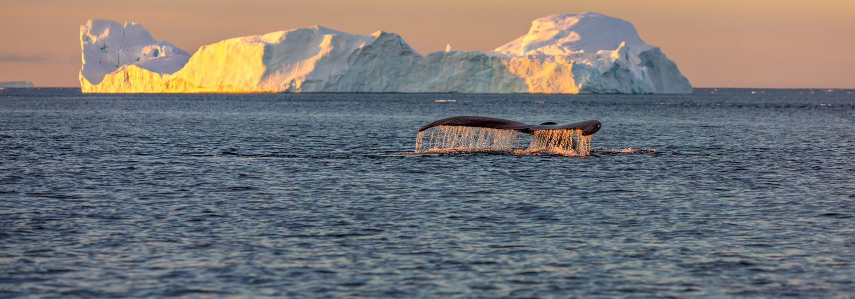 diskobugten_qeqertarsuaq_hval med isbjerg