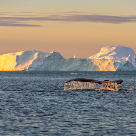 diskobugten_qeqertarsuaq_hval med isbjerg