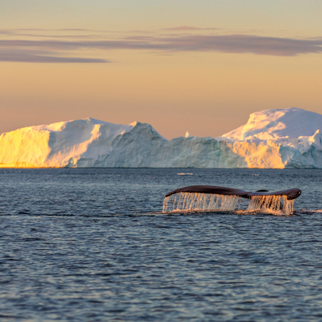diskobugten_qeqertarsuaq_hval med isbjerg