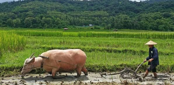 laos - luang prabang_land farm_01