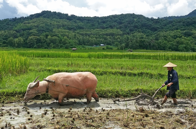 laos - luang prabang_land farm_01