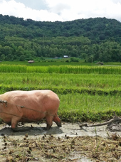 laos - luang prabang_land farm_01