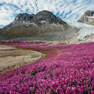 Blomster_storblomstret gederams_national blomst_01