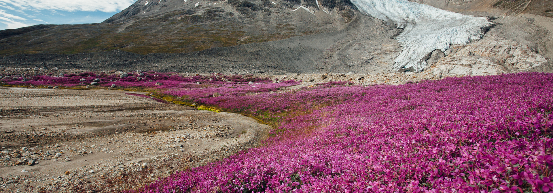 Blomster_storblomstret gederams_national blomst_01