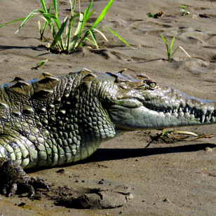 costa rica - rio grande tarcoles_alligator_04