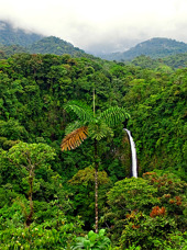 costa rica - skov_udsigt_01