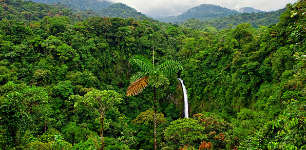 costa rica - skov_udsigt_01
