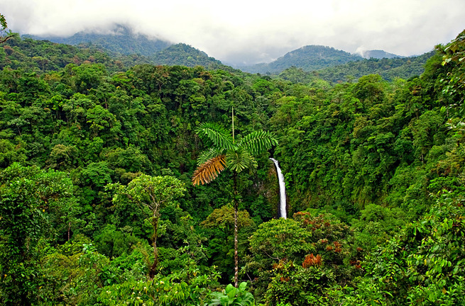 costa rica - skov_udsigt_01