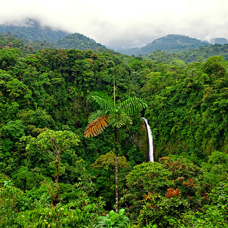 costa rica - skov_udsigt_01