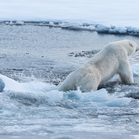 Groenland_wildlife_03
