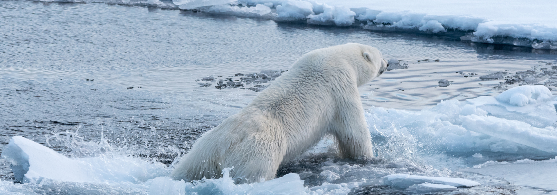 Groenland_wildlife_03