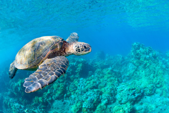 Overalt på vores rute er der de skønneste strande og gode muligheder for snorkling.