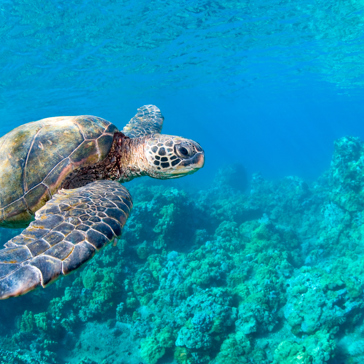 maui_havskildpadde_02