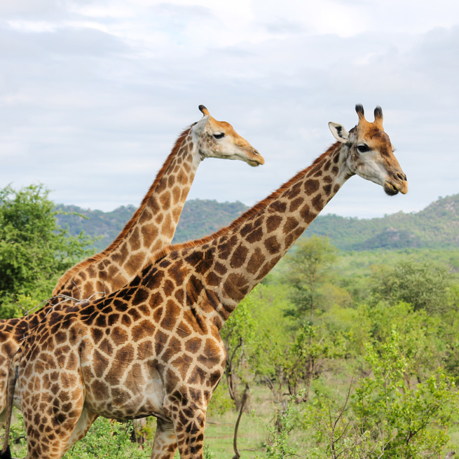 Giraffer