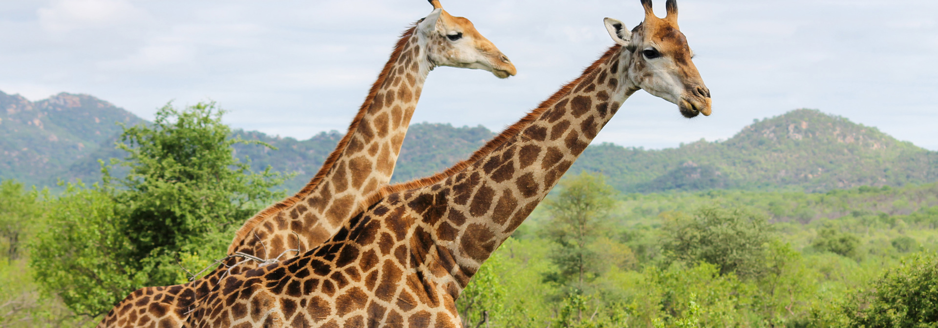 Giraffer