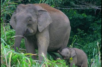 Sukau Rainforest Lodge Elefant 01