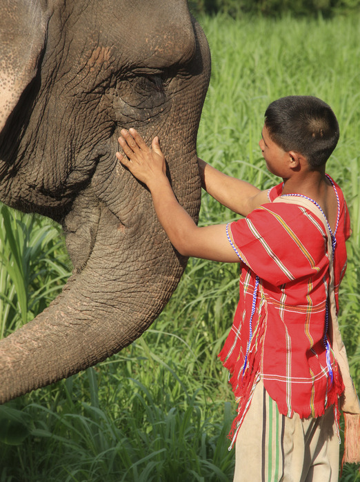 thailand - khao sok_elephant hills_elefanter_15_hf