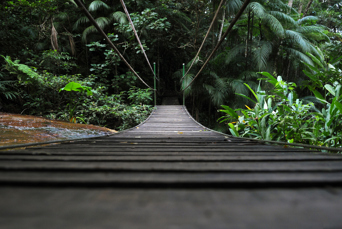 Tijuca Forest Bridge