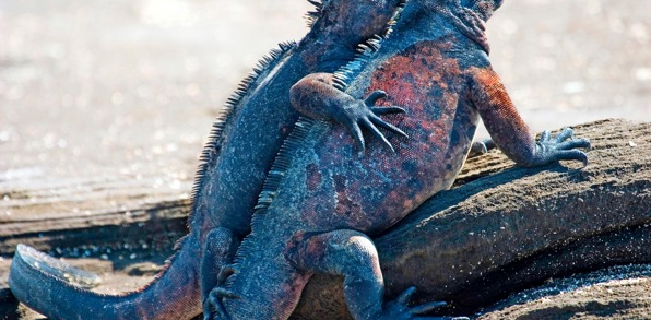 galapagos_leguan_09