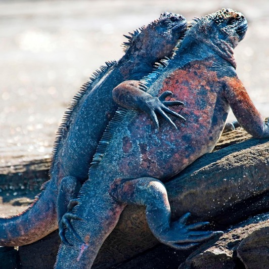 galapagos_leguan_09